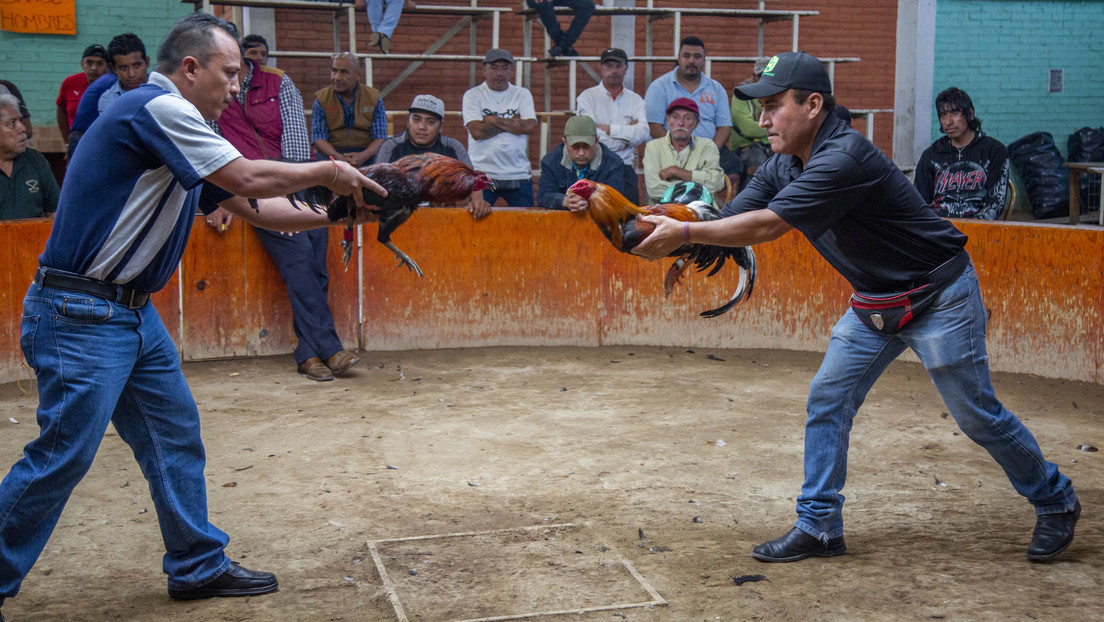 Puso a pelear su gallo y quien terminó recibiendo “el espuelazo” fue él (VIDEO)