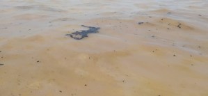 Pdvsa “repara” derrames de crudo en tubería submarina de Paraguaná con sacos de arena
