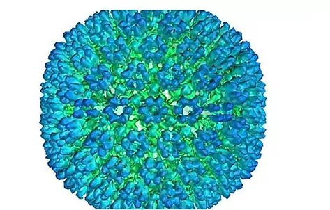 Mononucleosis infecciosa: la “enfermedad del beso” que repunta cada primavera