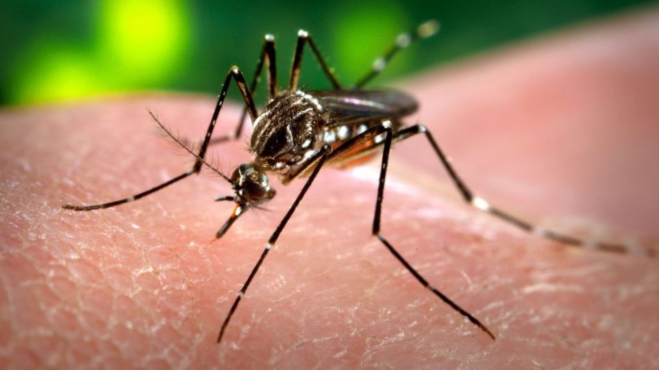 Crisis de dengue en Argentina: al menos 35 muertos y más de 41 mil infecciones