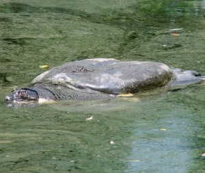 Muere uno de los últimos ejemplares de la tortuga “sagrada” de Hanói