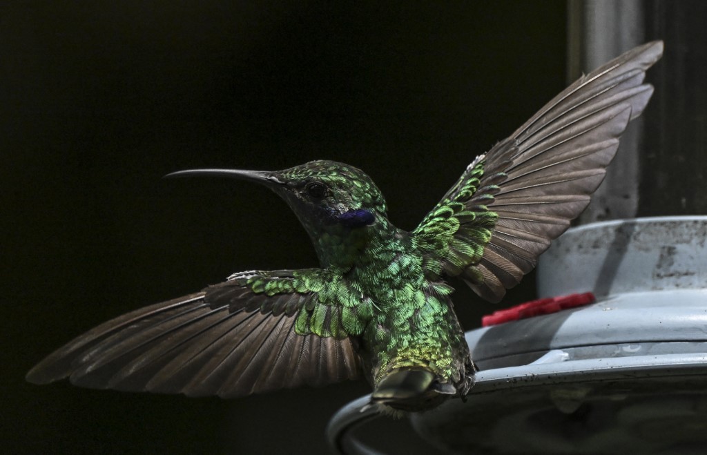 “Menos contaminación lumínica” claman los conservacionistas de aves en Venezuela