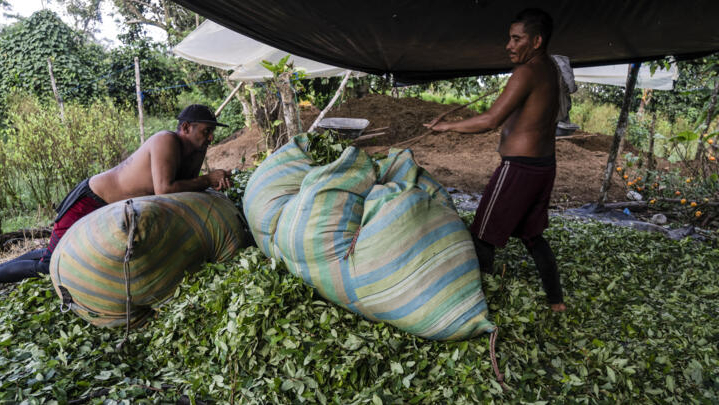 Se desploma la “bonanza cocalera” en Colombia: campesinos de narcocultivos en crisis