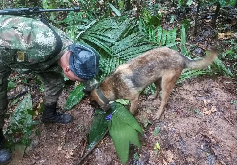 Misterio en vuelo colombiano: redoblan esfuerzos para hallar a niños desaparecidos tras accidente