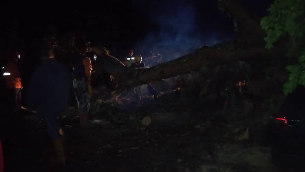 Obstruido el paso vehicular por carretera Trasandina en Mérida tras la caída de árboles