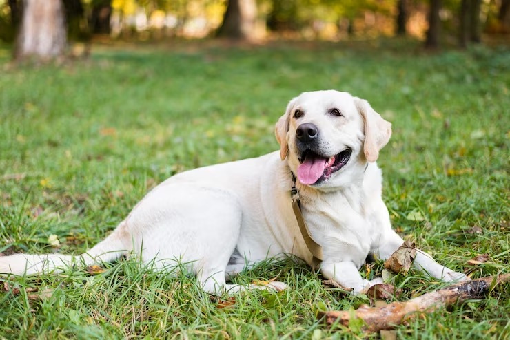 La historia del perro que caminó por 27 días buscando a su dueño que lo había abandonado