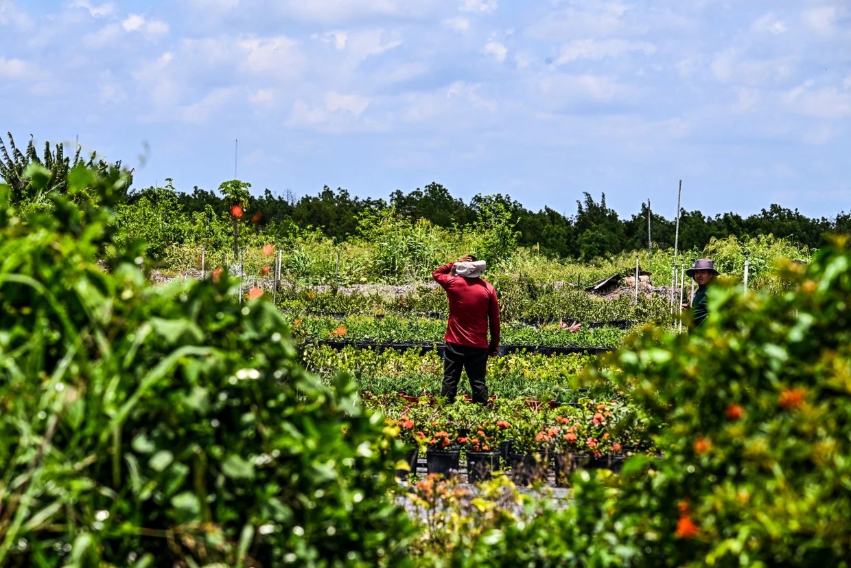In Florida, agricultural workers are fearful and brace for changes under new immigration law