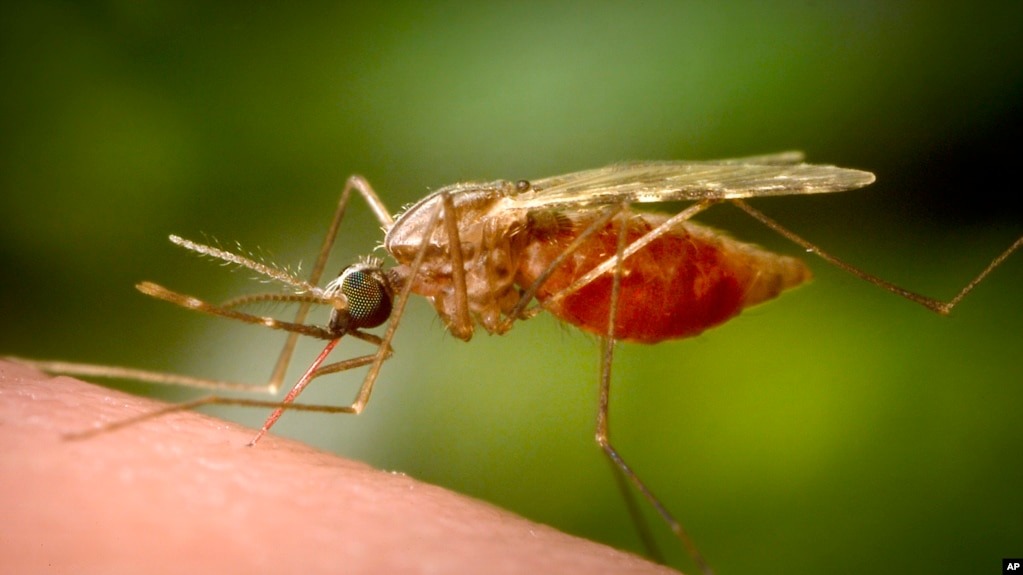 Alerta en EEUU: Texas y Florida registran cinco casos de malaria por transmisión local