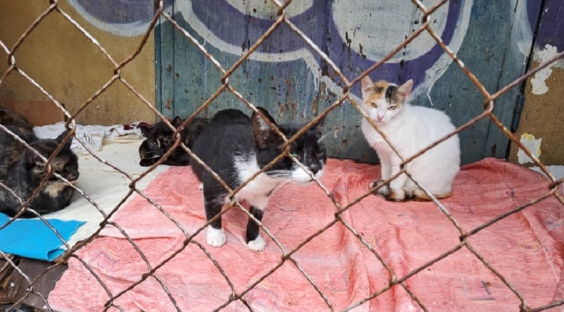 Imágenes sensibles: envenenamiento masivo de mascotas causó espanto en Margarita