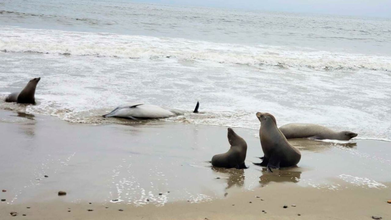“Ha sido desgarrador”: Cientos de leones marinos y focas aparecieron muertos en California