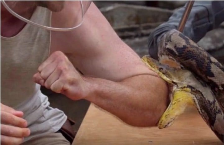 VIDEO: Se dejó morder por una pitón de dos metros de largo para “medir el dolor”