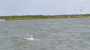 La moda Barbie se extendió a Luisiana: pescadores captan en VIDEO inusual delfín rosa