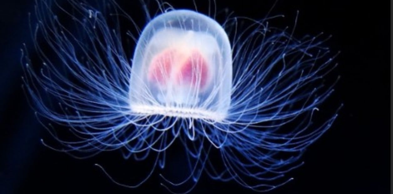 La “medusa inmortal”, el ser que envejece a la inversa y puede vivir para siempre