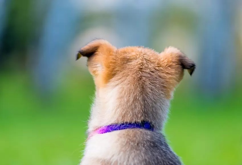 Ahogó a su perro en el mar porque estaba “infestado de pulgas”