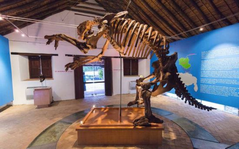 Un museo de Caracas expone un “dinosaurio venezolano” que vivió hace 201 millones de años