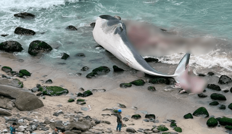 Apareció una ballena varada a orillas de una playa de Lima