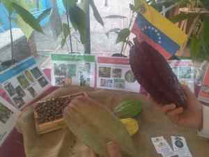 Producción de cacao en Mérida se ha visto afectada por las actuales condiciones climáticas