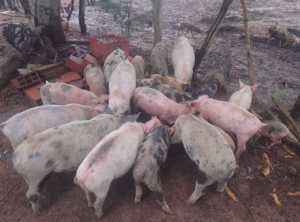 Criaderos ilegales de cerdos: Una amenaza a la salud pública en Anzoátegui