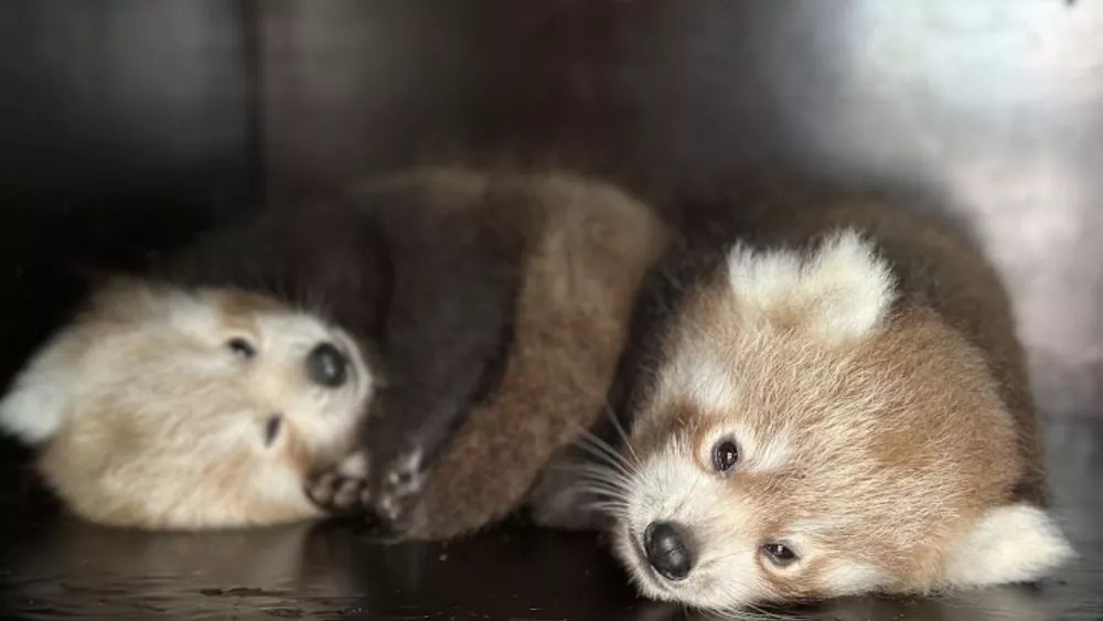 Nacimiento de dos pandas rojos causa esperanza para una especie en peligro de extinción