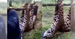 Ataque salvaje de un jaguar en la Sierra de Perijá dejó un muerto y un herido (VIDEO)