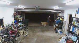 El inusual encuentro entre un ladrón y un perro en California que se volvieron amigos (VIDEO)