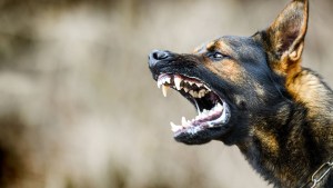 El desgarrador relato de una madre que casi muere por ataque de perros en Carolina del Norte