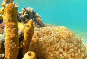 Defensoría de Ambiente promueve plan para proteger la biodiversidad de Mochima ante el coral Unomia Stolonifera