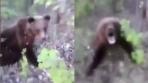 VIRAL: Le pegó patada en el trasero a un oso y todavía se enoja porque el animal lo mordió como reacción (VIDEO)