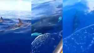 VIDEO Viral: Pescadores fueron sorprendidos por grupo de orcas en Ocumare de la Costa