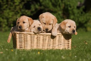 Dogourmet prepara su décimo calendario canino y anunció el inicio de las postulaciones