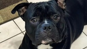 Baño de sangre en Connecticut: Masacró al bulldog de su hija con un cuchillo de cocina