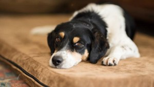 Misterio en EEUU: alertan por extraña enfermedad que se extiende entre los perros