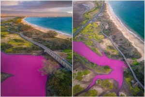 Enigma en Hawái: estanque se tiñó de rosa y los científicos tienen su hipótesis (VIDEO)