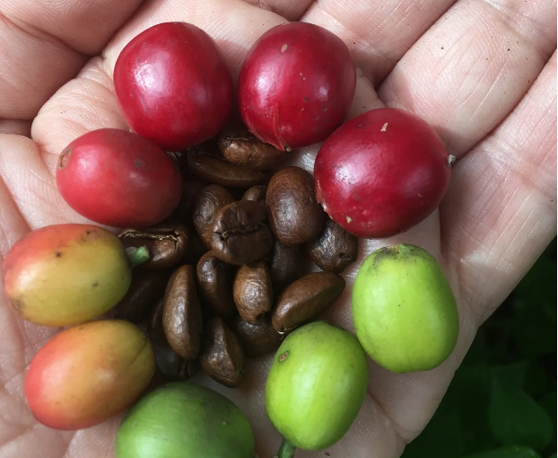 La variedad Caripe de Venezuela entra en al Catálogo de Variedades certificadas del World Coffee Research