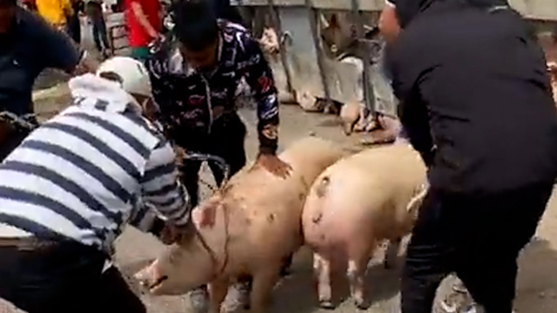 Se volcó un camión cargado de cochinos en Argentina: la reacción de los vecinos es deplorable (Imágenes sensibles)