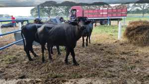 Venezuela’s buffalo breeders aspire to grow in 2024 despite insecurity, lack of fuel and access to credit