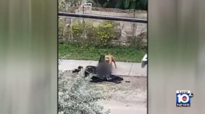 Ataque salvaje en Florida: perros devoran a un hombre en silla de ruedas y todo quedó grabado