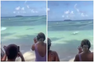 Terror en la playa: un tiburón se acercó a metros de la costa y bañistas huyeron para evitar la muerte (VIDEO)