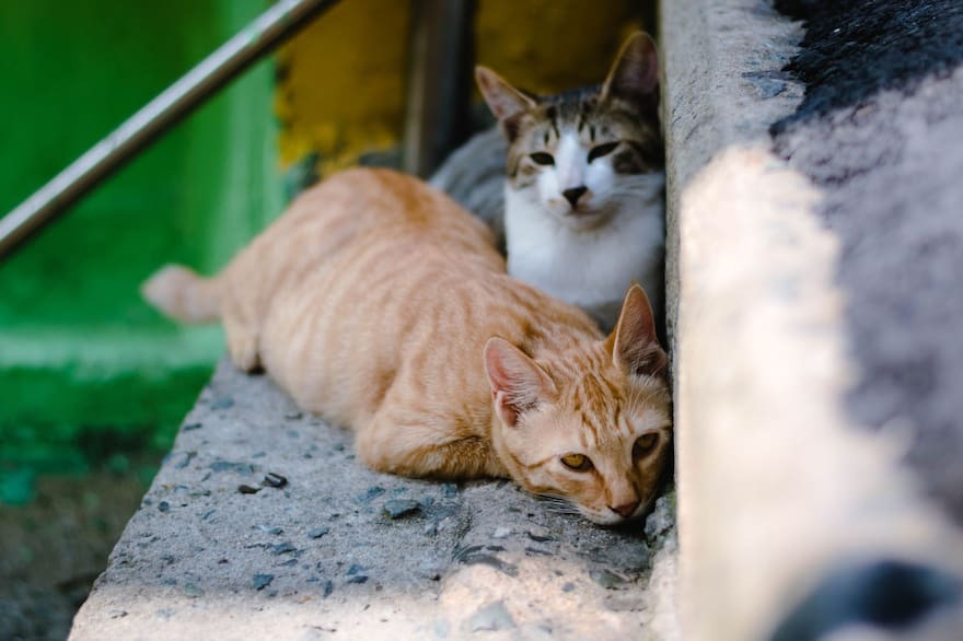 El misterio de los gatos muertos que preocupa a los residentes de un vecindario de Miami