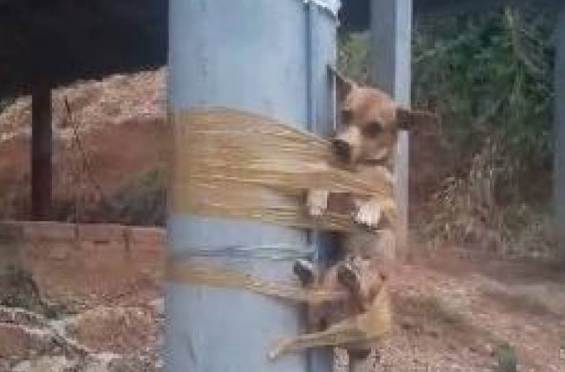 Indignante VIDEO: colgó a un poste al perrito de sus vecinos porque defecaba frente a su casa
