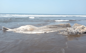Hallaron el cuerpo de ballena en descomposición en una playa de El Salvador