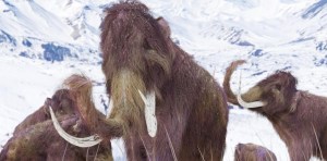 Buscarán “resucitar” al mamut lanudo, extinto hace 4 mil años