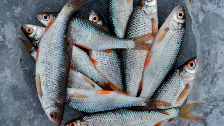 Conoce por cuánto tiempo puedes refrigerar el pescado para Semana Santa