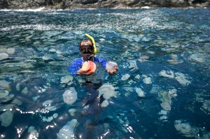 Brote de medusas azota a los pescadores de Chuao: “han desaparecido las sardinas”