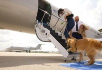Una aerolínea de lujo en EEUU despegará en esta fecha, pero será exclusiva solo para perros