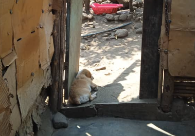 La nobleza del venezolano en medio de la adversidad: Pareja merideña brinda cobijo a animales abandonados