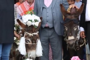 Boda inesperada: casaron a dos burros por un motivo muy especial (VIDEO)
