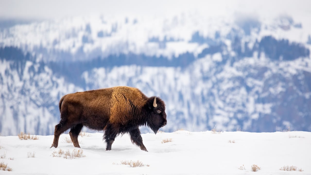 Rara cría de búfalo que nació en Yellowstone sería premonición de profecía indígena