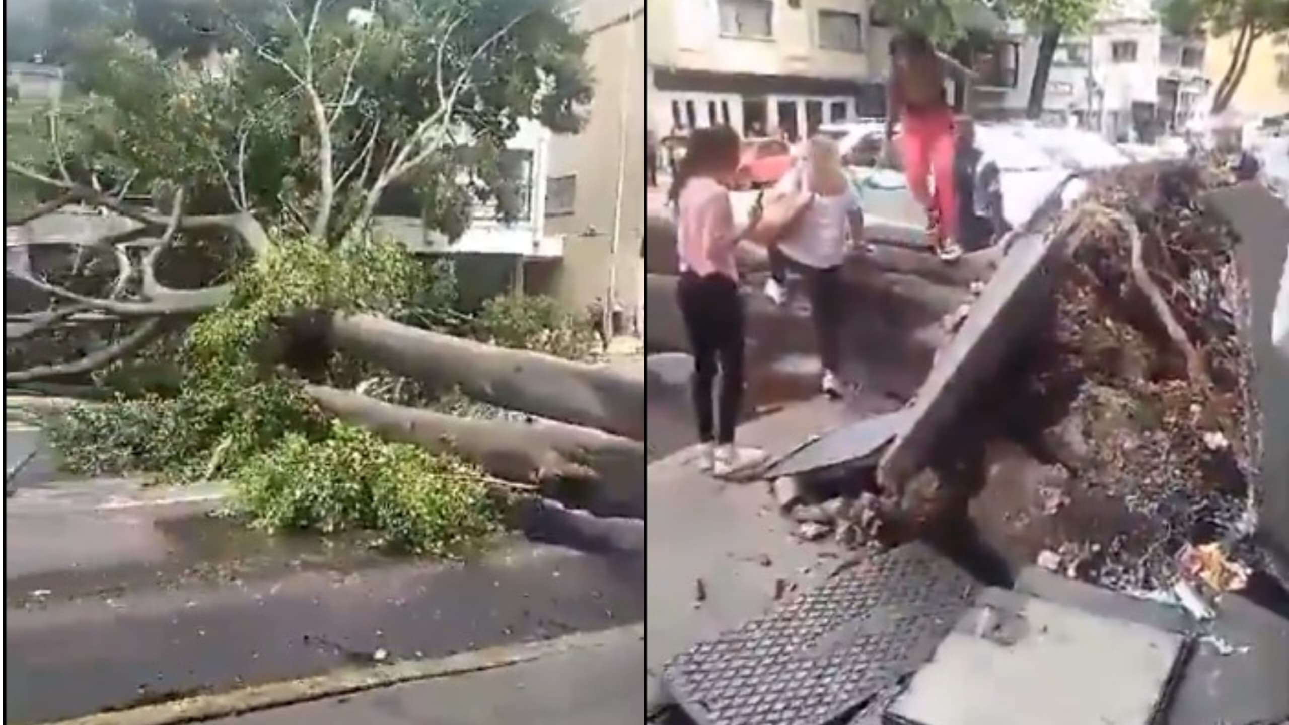 Árbol de gran tamaño cayó en plena avenida Casanova y generó caos en Caracas (VIDEOS)