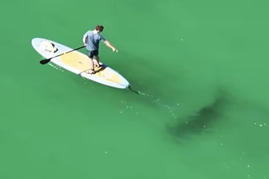 Temporada de tiburones en Florida: el momento en que un enorme depredador acecha de cerca a un surfista (VIDEO)